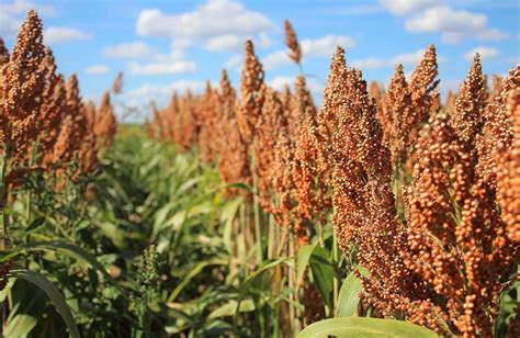 Sorghum – Ein vielseitiges Korn für Biokraftstoff und Lebensmittel